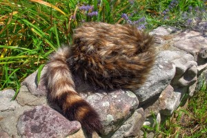Plushy Coonskin Cap
